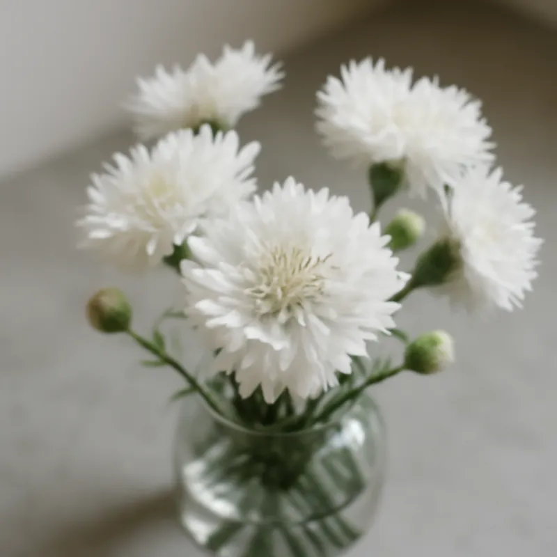 Blåklint – weiß – Bild 3