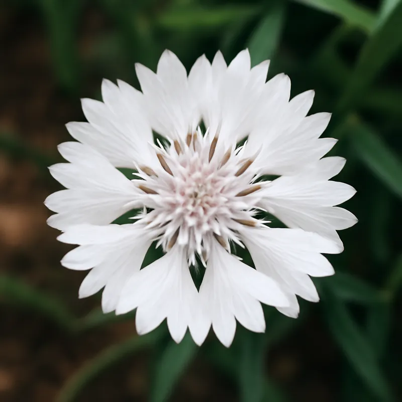 Blåklint – weiß – Bild 4