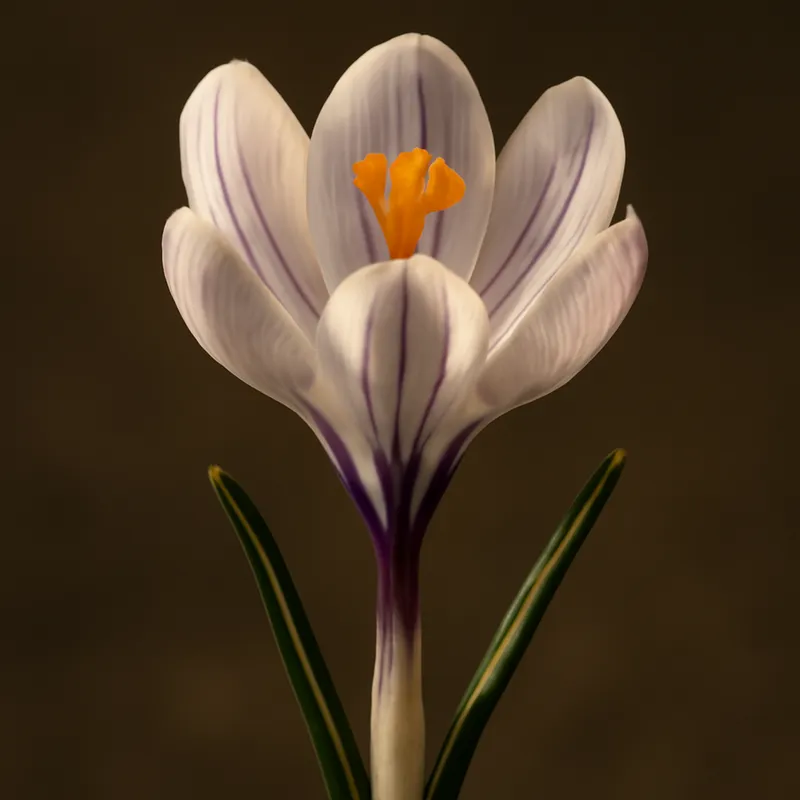 Krokus - klassisch