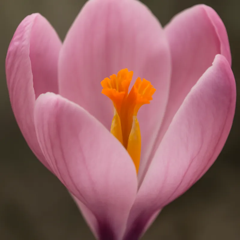 Krokus – rosa – Bild 2