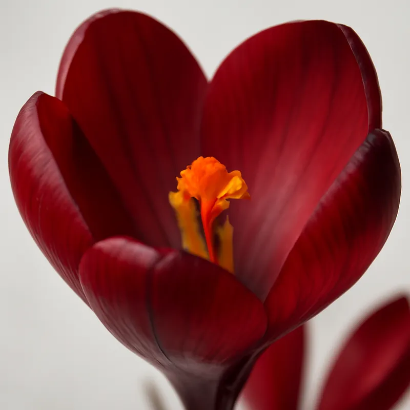 Krokus - rot – Bild 2