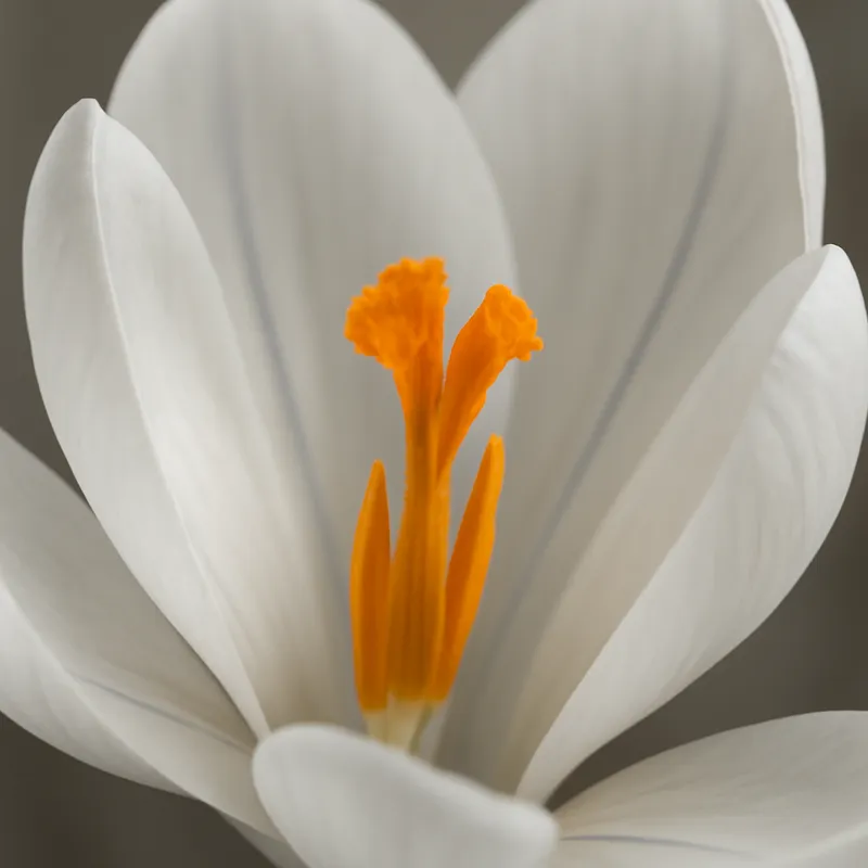 Krokus – weiß – Bild 2