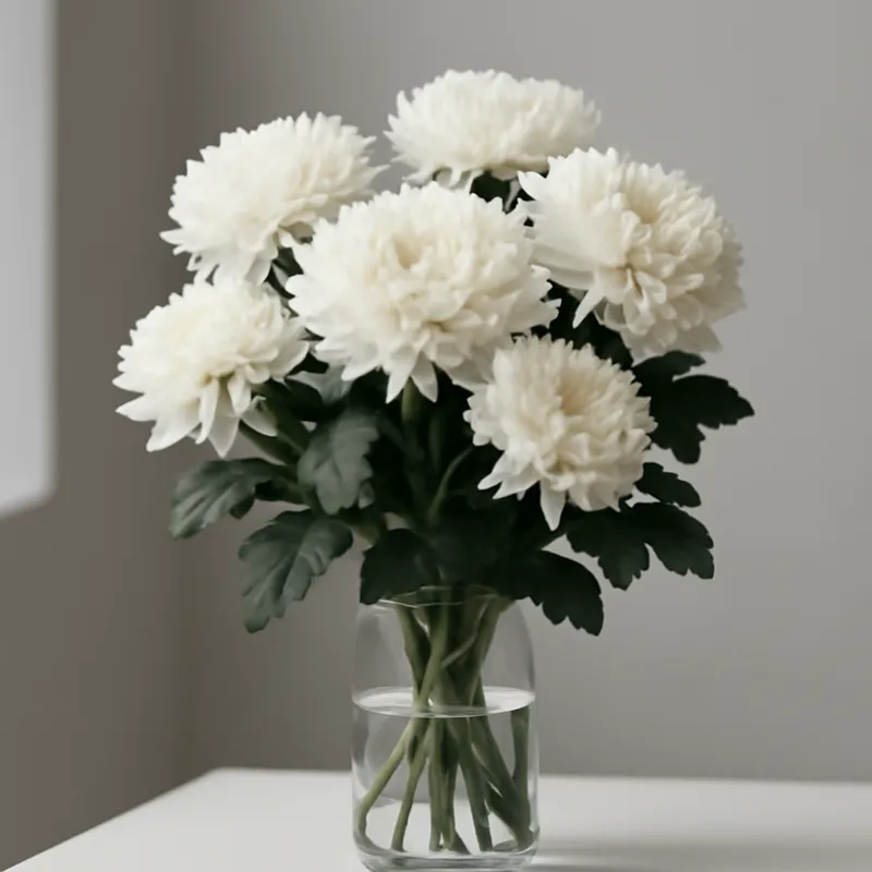 Krysantemum – klassisch – Bild 3