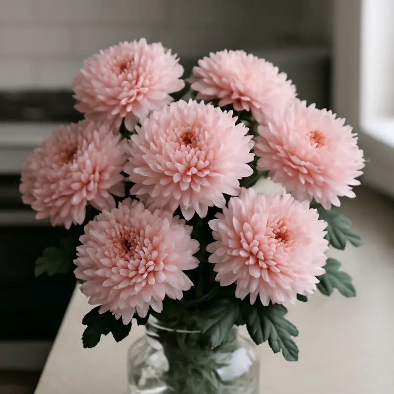 Krysantemum – rosa – Bild 3
