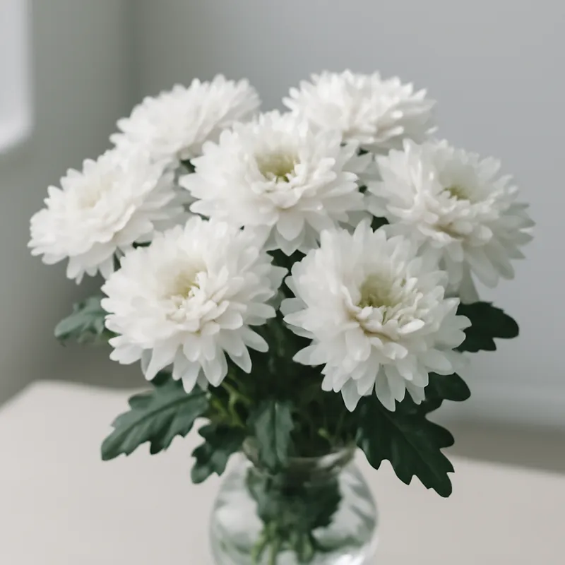 Chrysantheme – weiß – Bild 3
