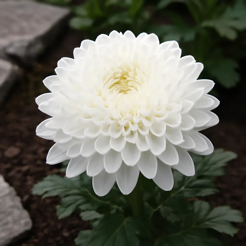 Chrysantheme – weiß – Bild 4