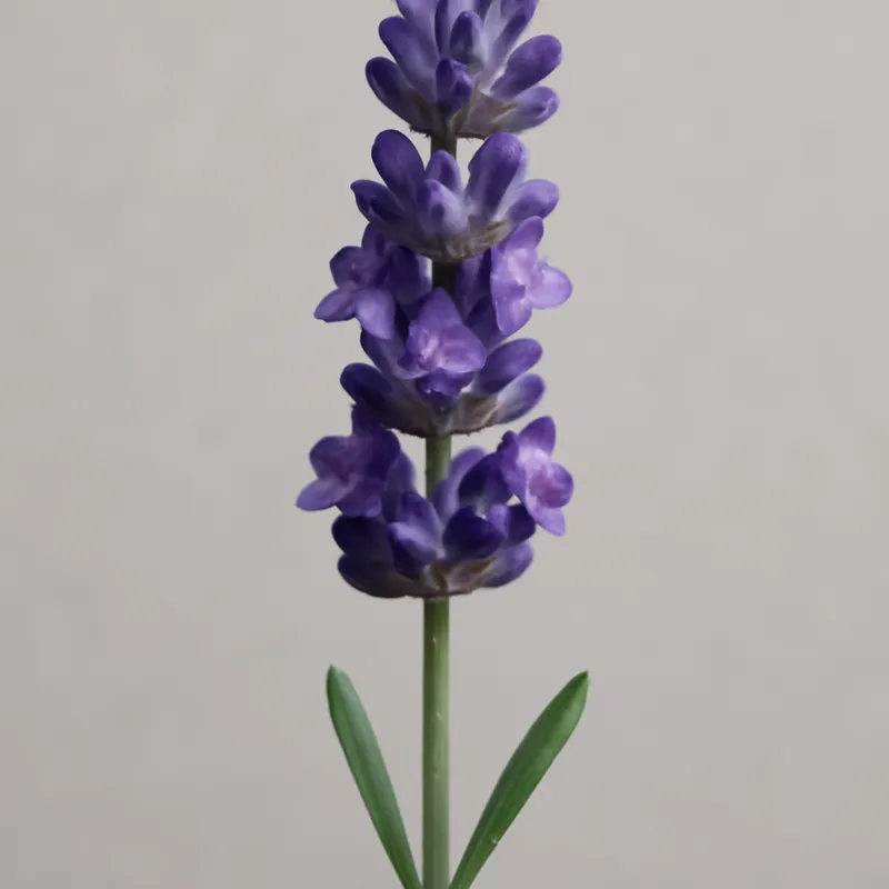 Lavendel – klassisch