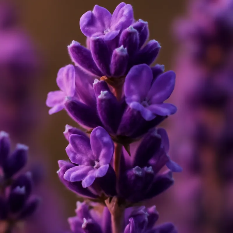 Lavendel – klassisch – Bild 2