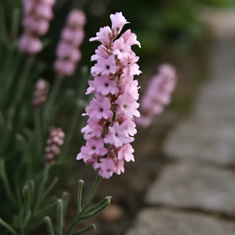 Lavendel – rosa – Bild 4