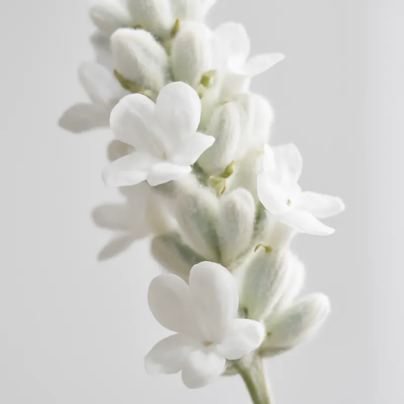 Lavendel – weiß – Bild 2