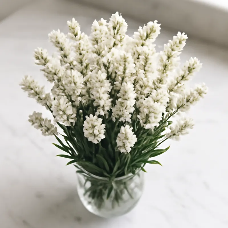 Lavendel – weiß – Bild 3