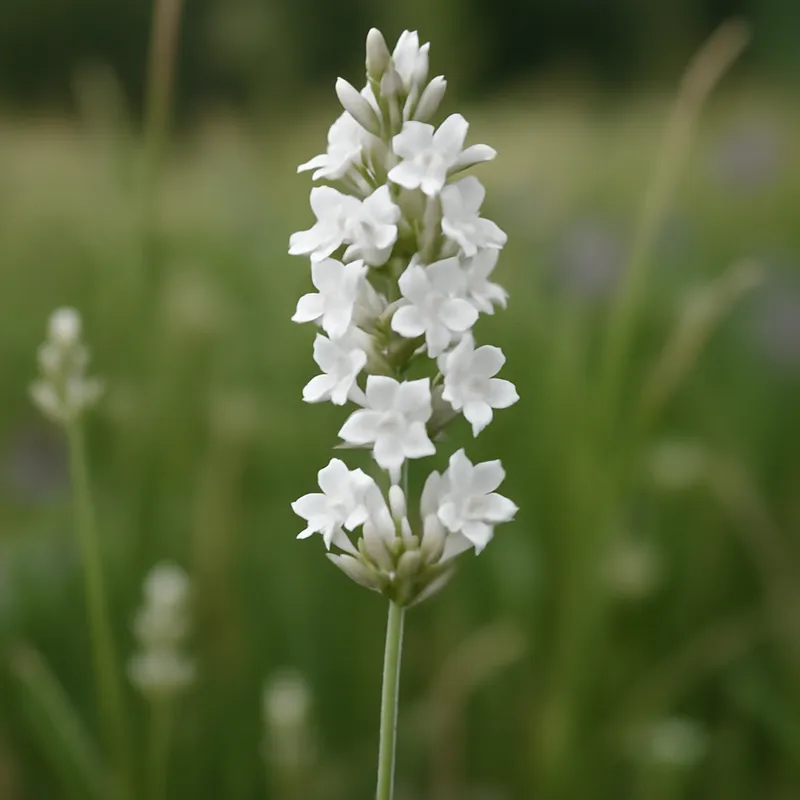 Lavendel – weiß – Bild 4