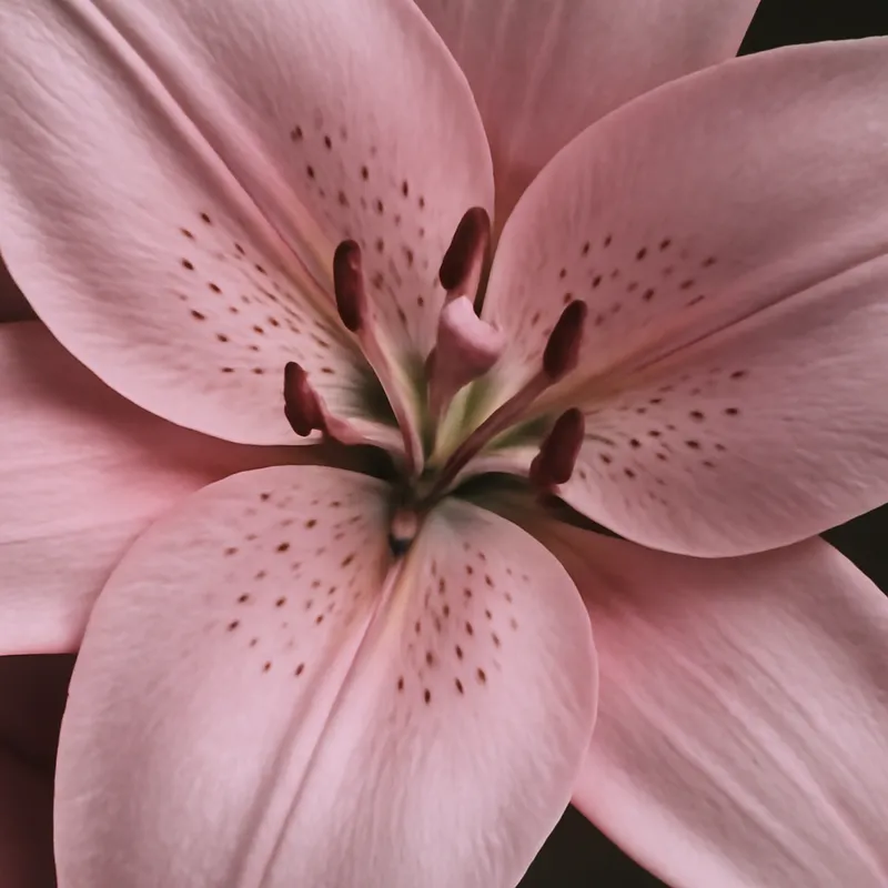 Lilie – rosa – Bild 2