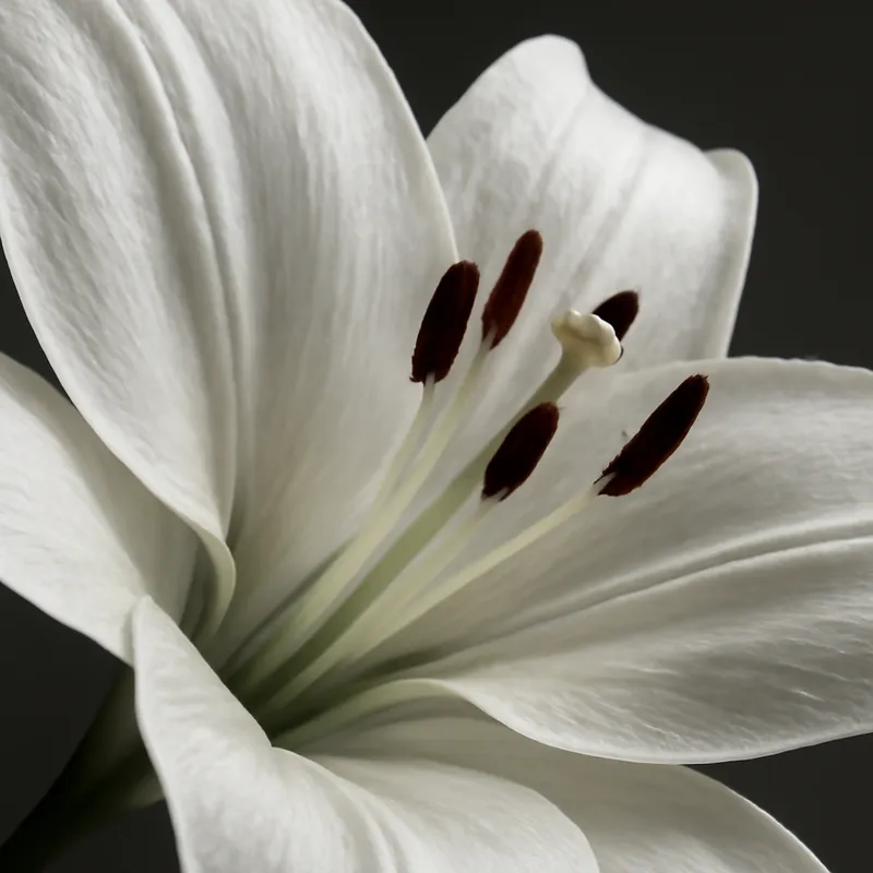 Lilien