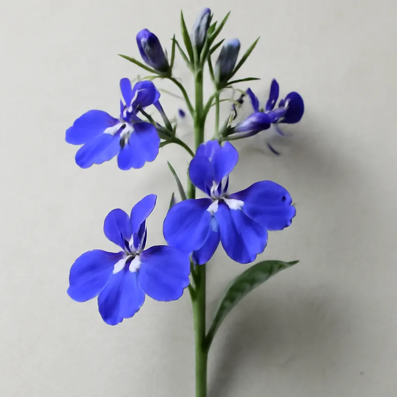 Lobelia – klassisch