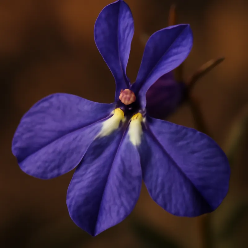 Lobelia – klassisch – Bild 2