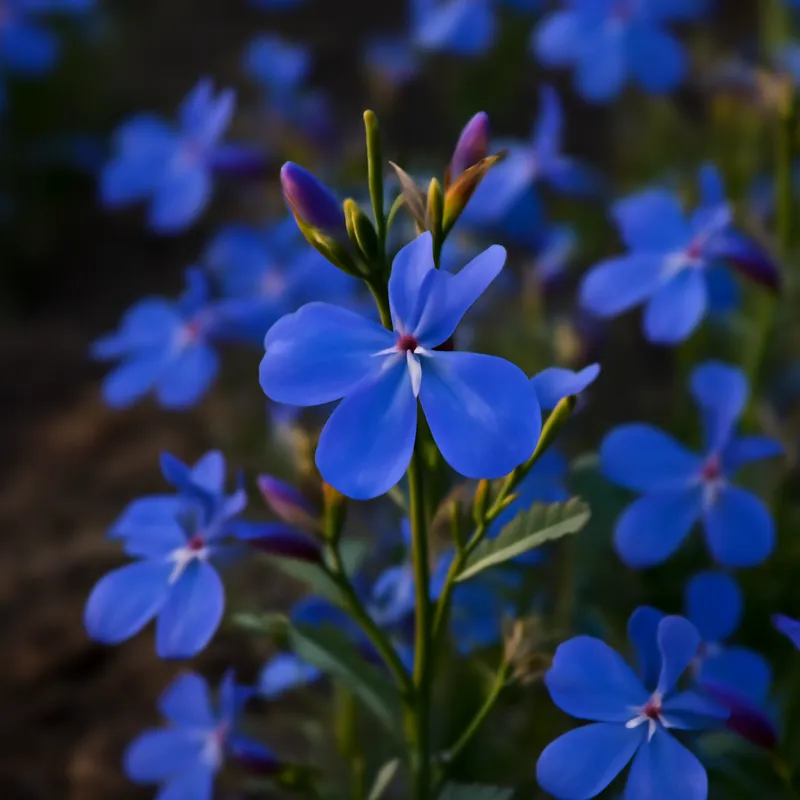 Lobelia – klassisch – Bild 4