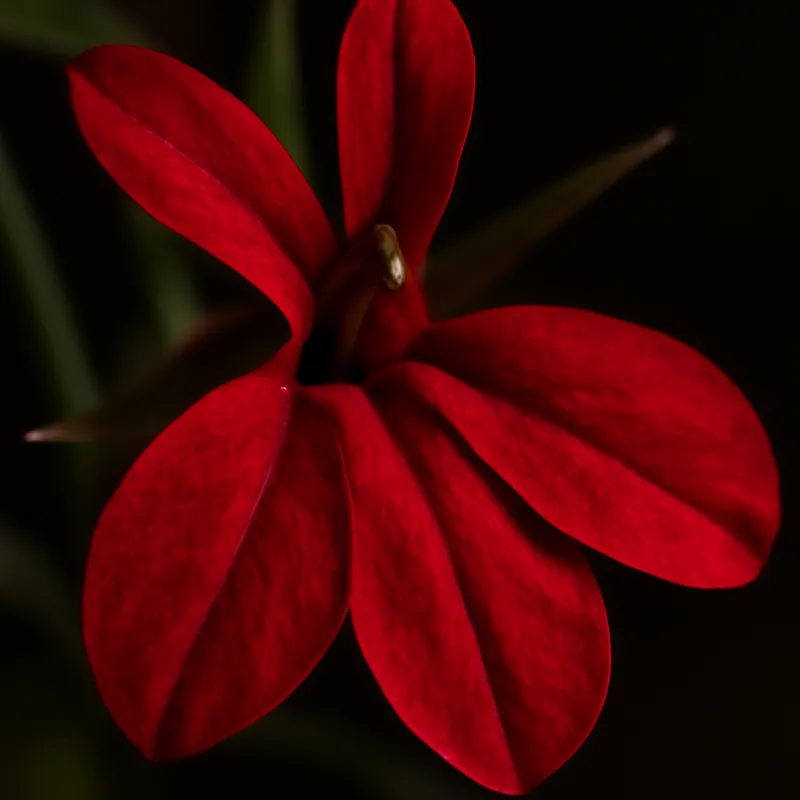 Lobelia - rot - Bild 2