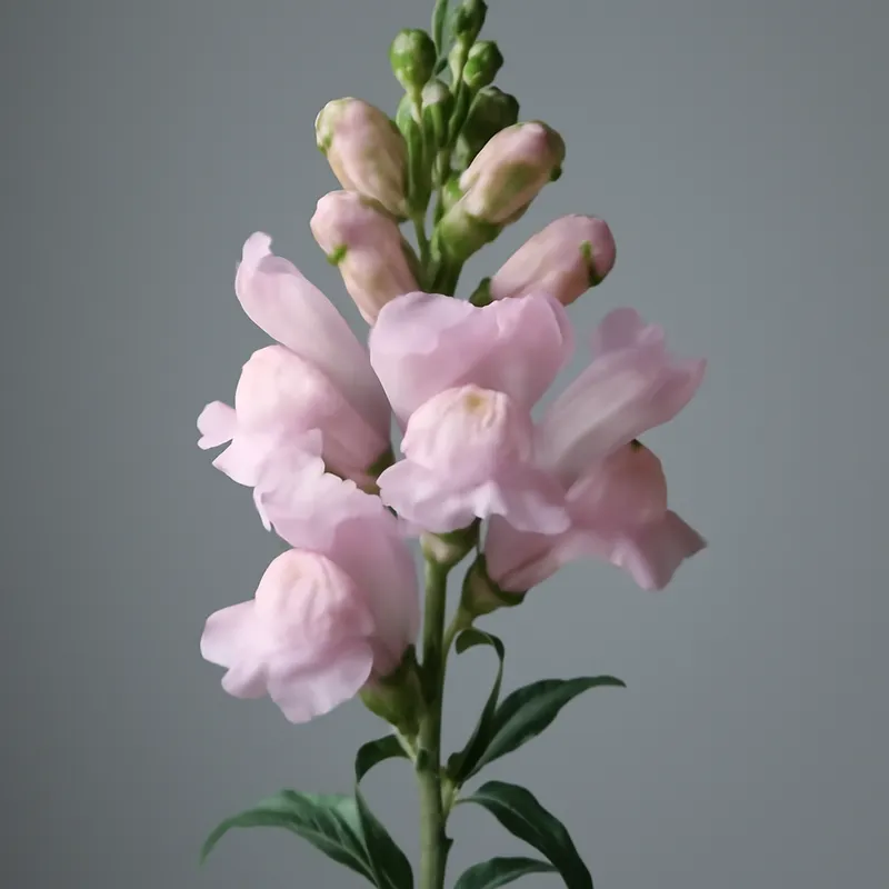 Lejongap – rosa