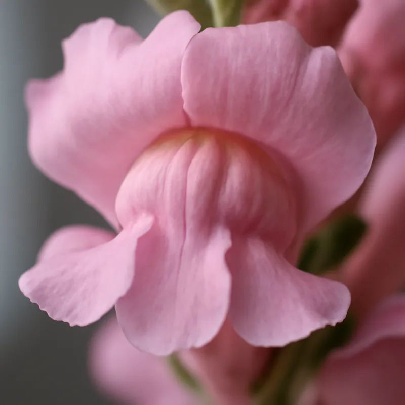 Lejongap – rosa – Bild 2