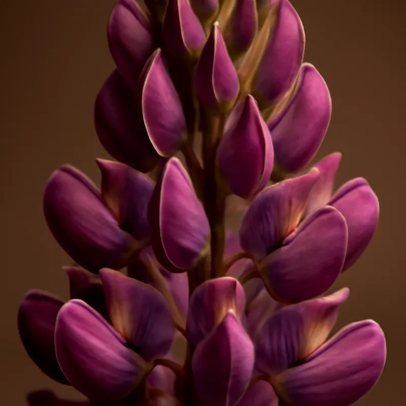 Lupin – klassisch – Bild 2