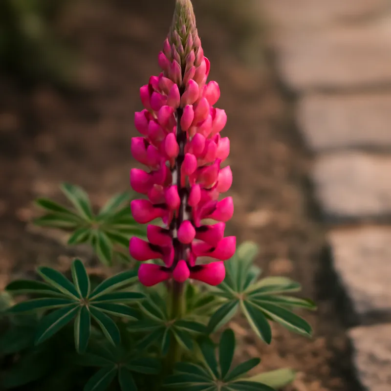Lupin – klassisch – Bild 4