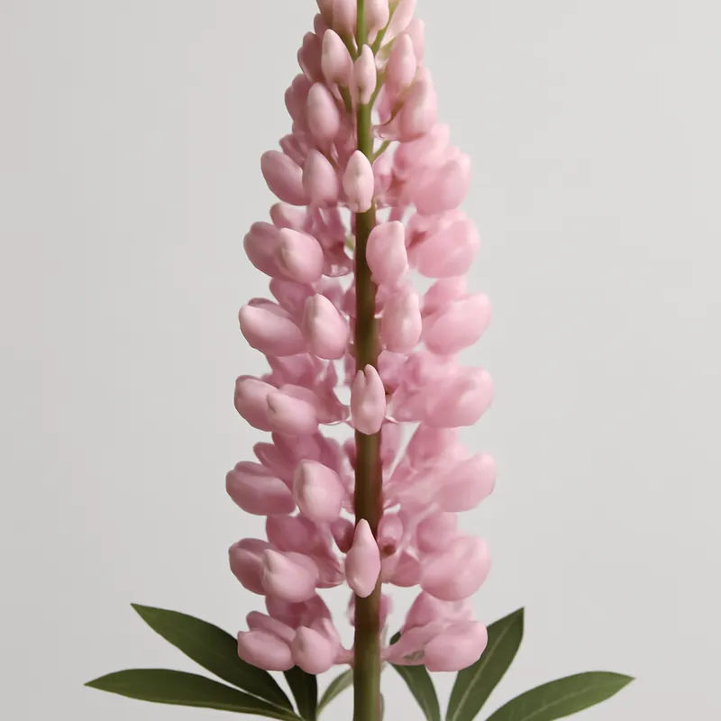 Lupin – rosa – Bild 1