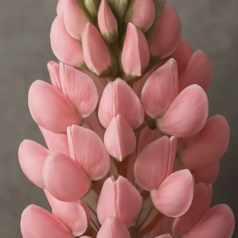 Lupin – rosa – Bild 2