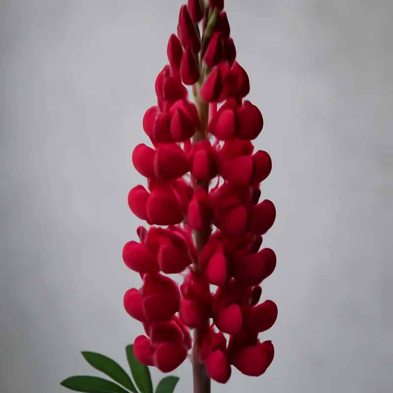 Lupine – rot – Bild 1