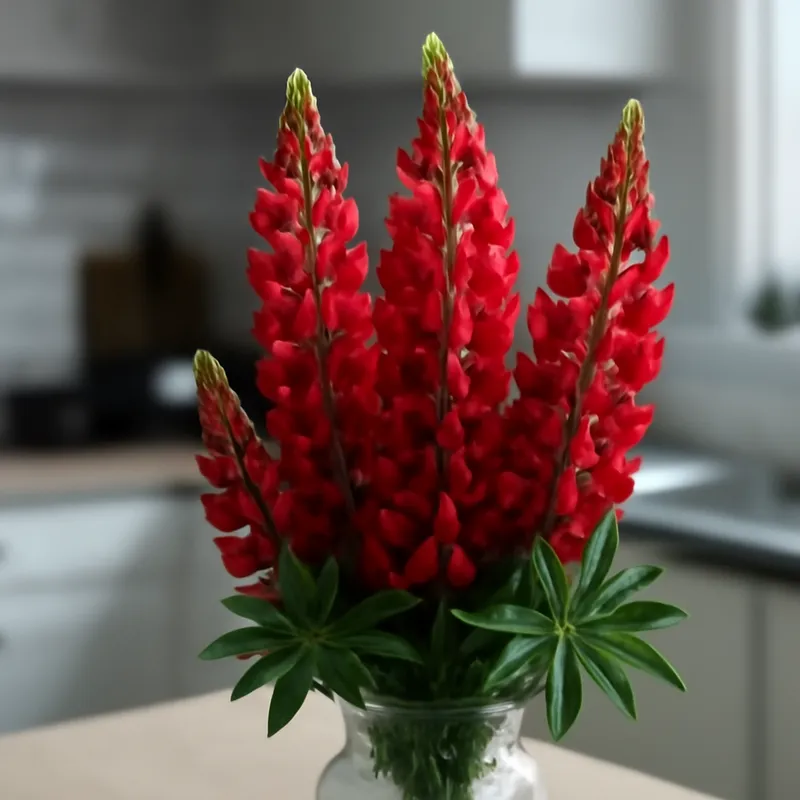 Lupine – rot – Bild 3