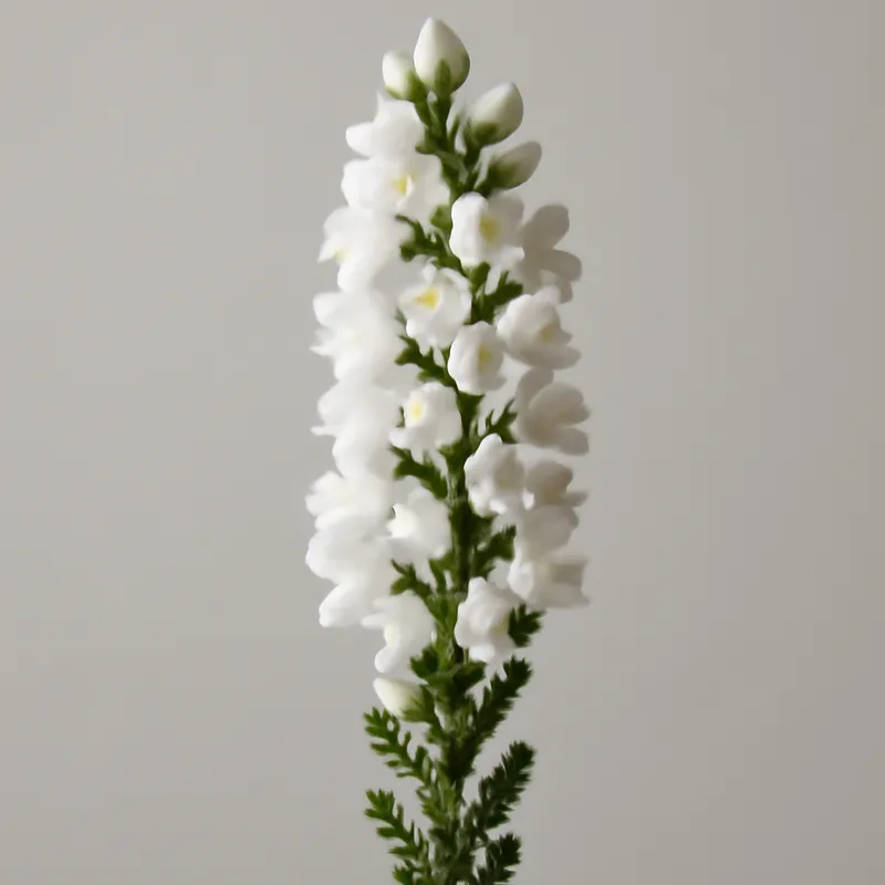 Ljung – hvit – Bild 1