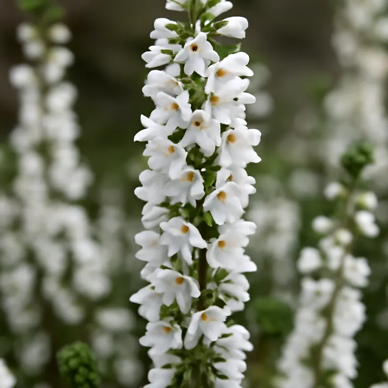 Ljung – hvit – Bild 4