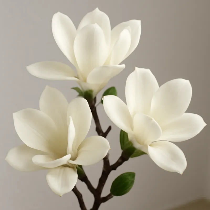 Magnolia – weiß – Bild 3