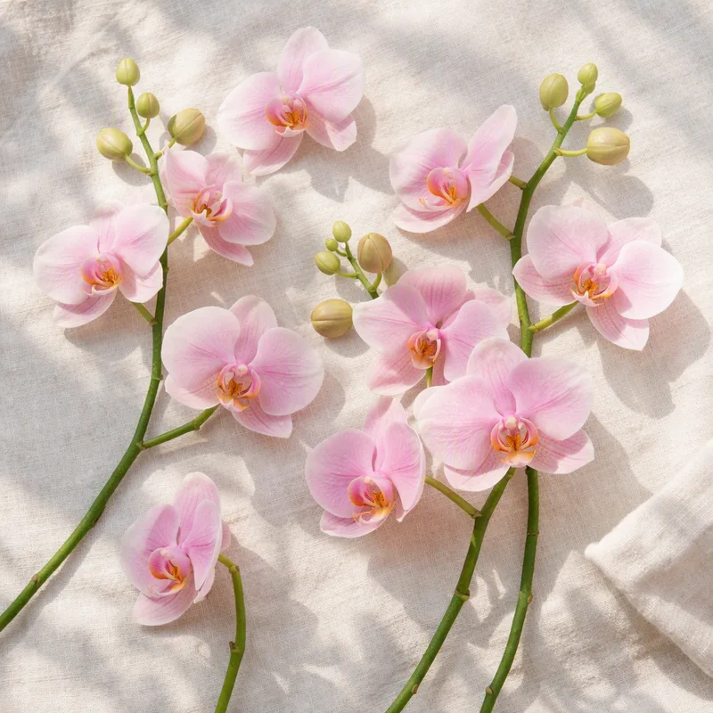 Orchidee (Phalaenopsis) - rosa - Bild 4