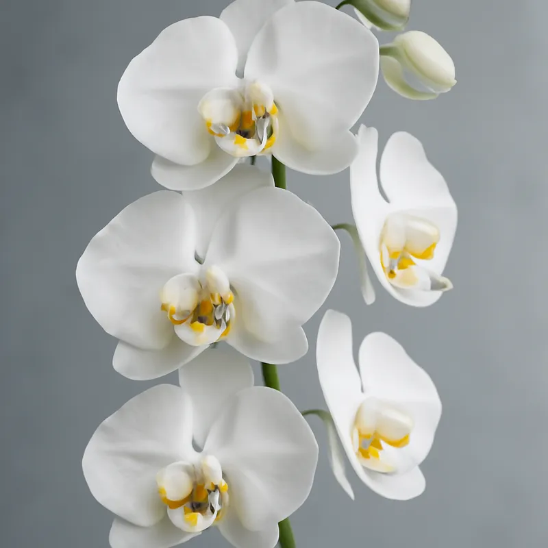 Orchidee (Phalaenopsis) - Klassisch