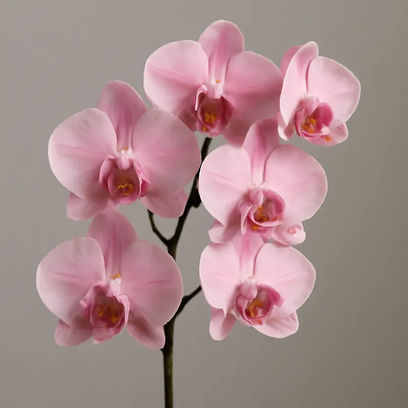 Orchidee (Phalaenopsis) – rosa