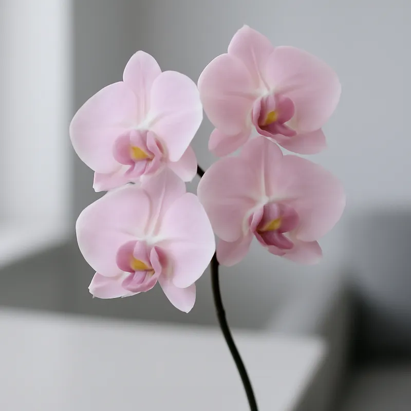 Orchidee (Phalaenopsis) – rosa – Bild 3