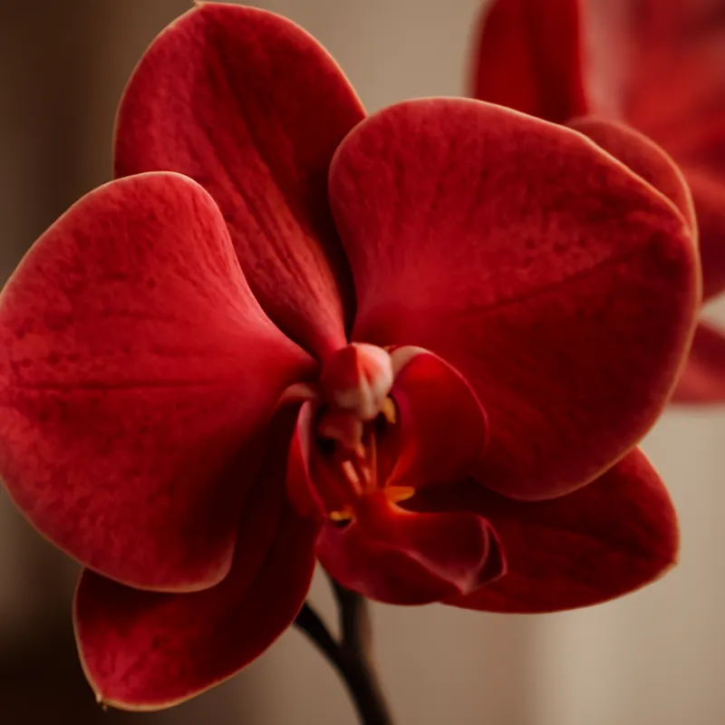 Orchidee (Phalaenopsis) – rot – Bild 2