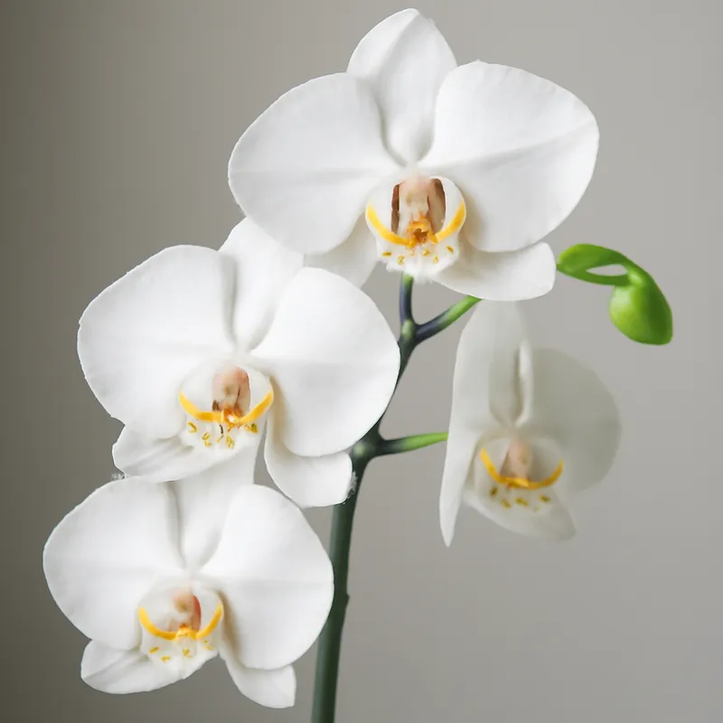 Orchidee (Brautorchidee) – weiß