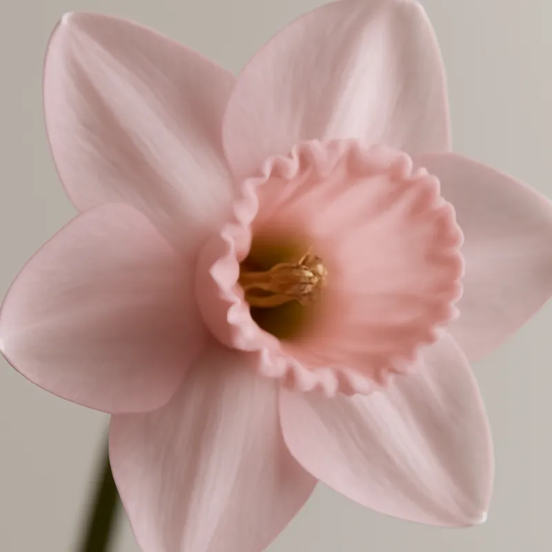 Påsklilja – rosa – Bild 2