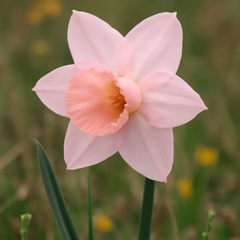 Påsklilja – rosa – Bild 4