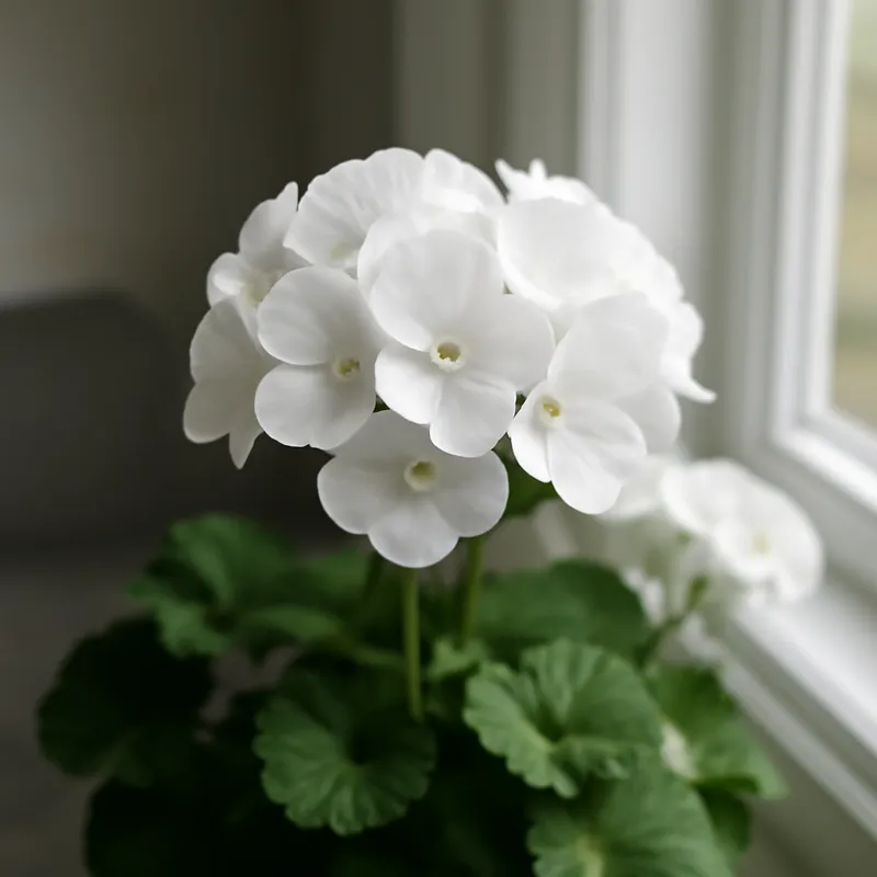Pelargonie – weiß – Bild 3