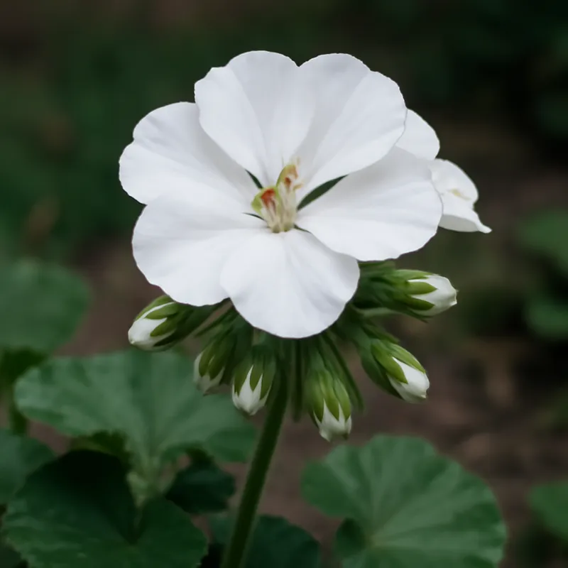 Pelargonie – weiß – Bild 4