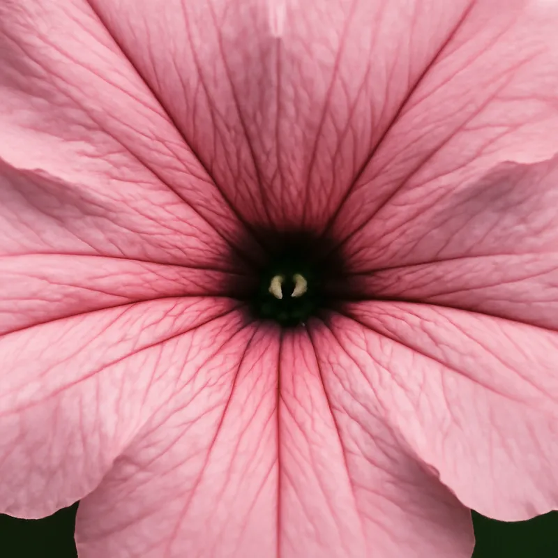 Petunia – rosa – Bild 2