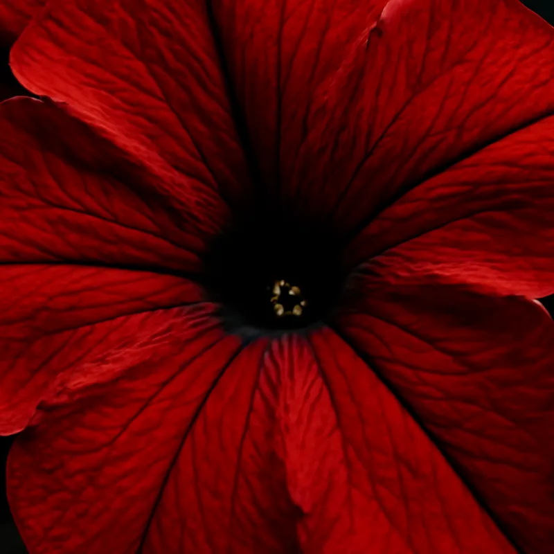 Petunia – rot – Bild 2