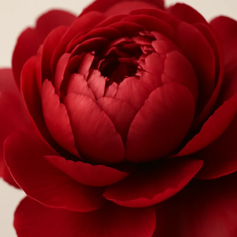 Peon – rot – Bild 2