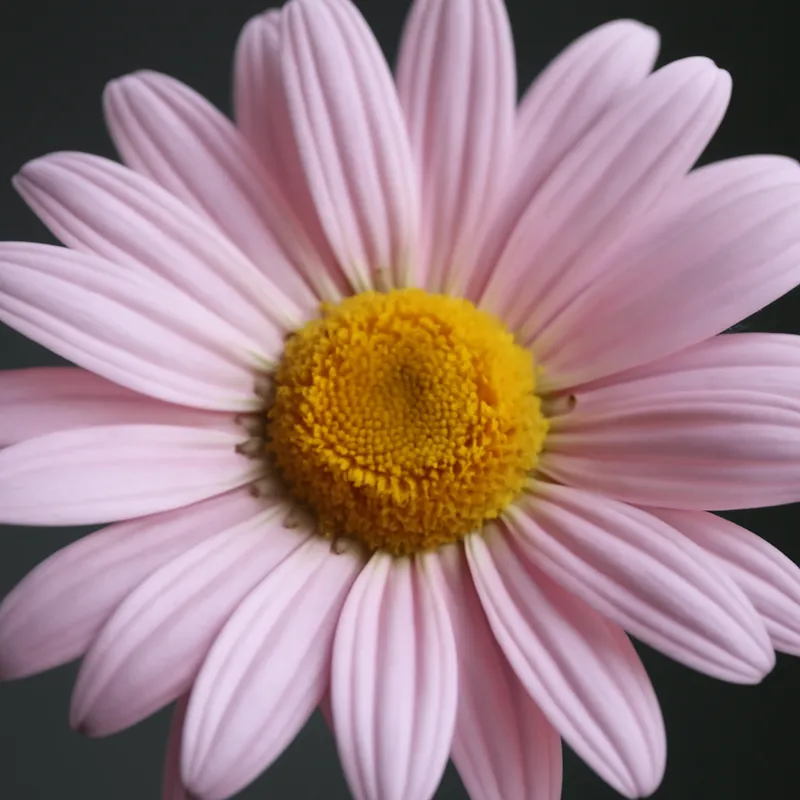 Margerit – rosa – Bild 2