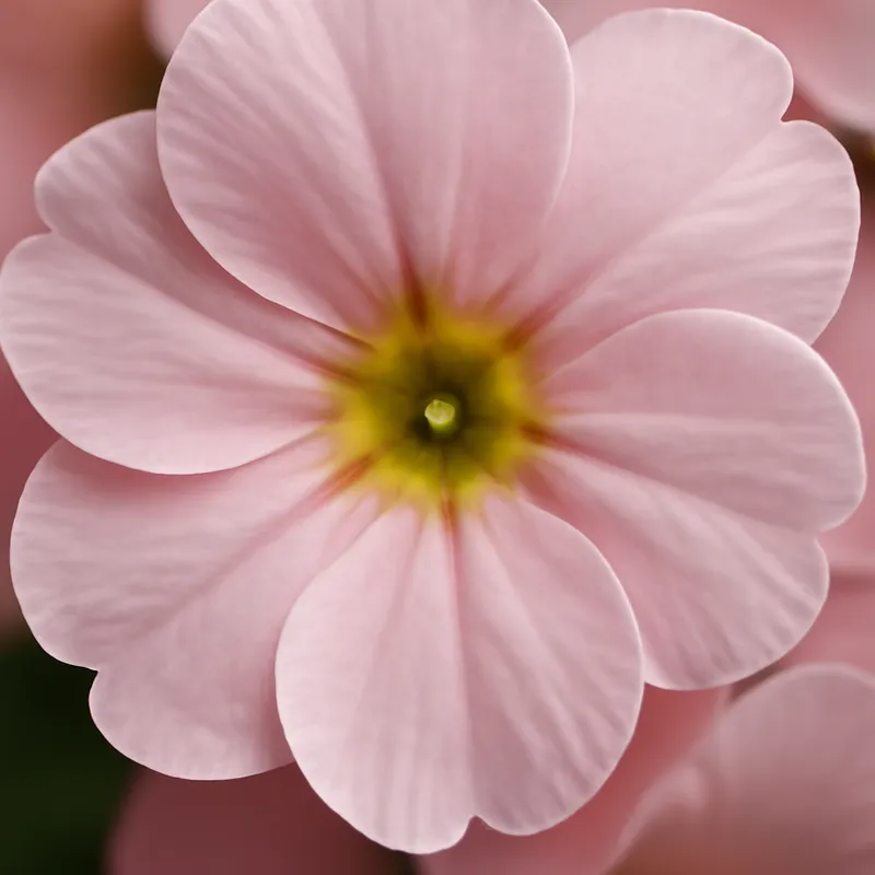 Primula – rosa – Bild 2