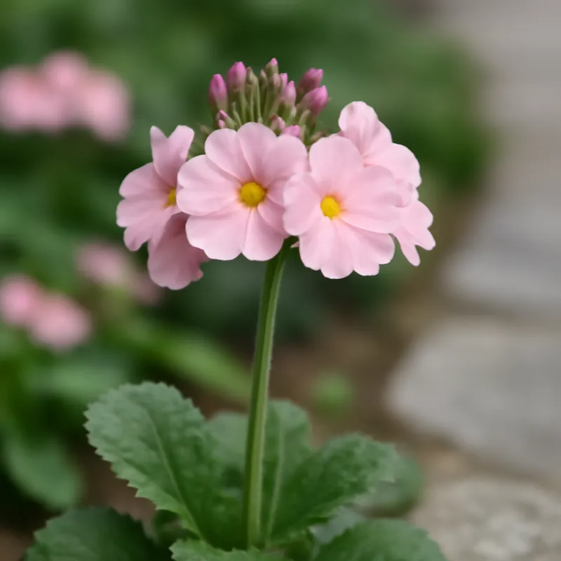 Primula – rosa – Bild 4