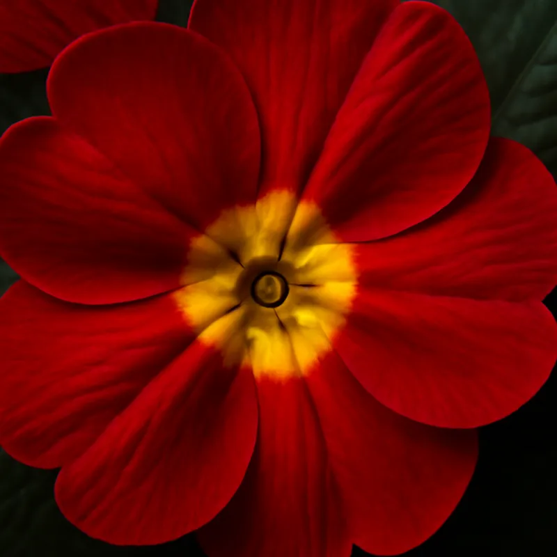 Primula – rot – Bild 2